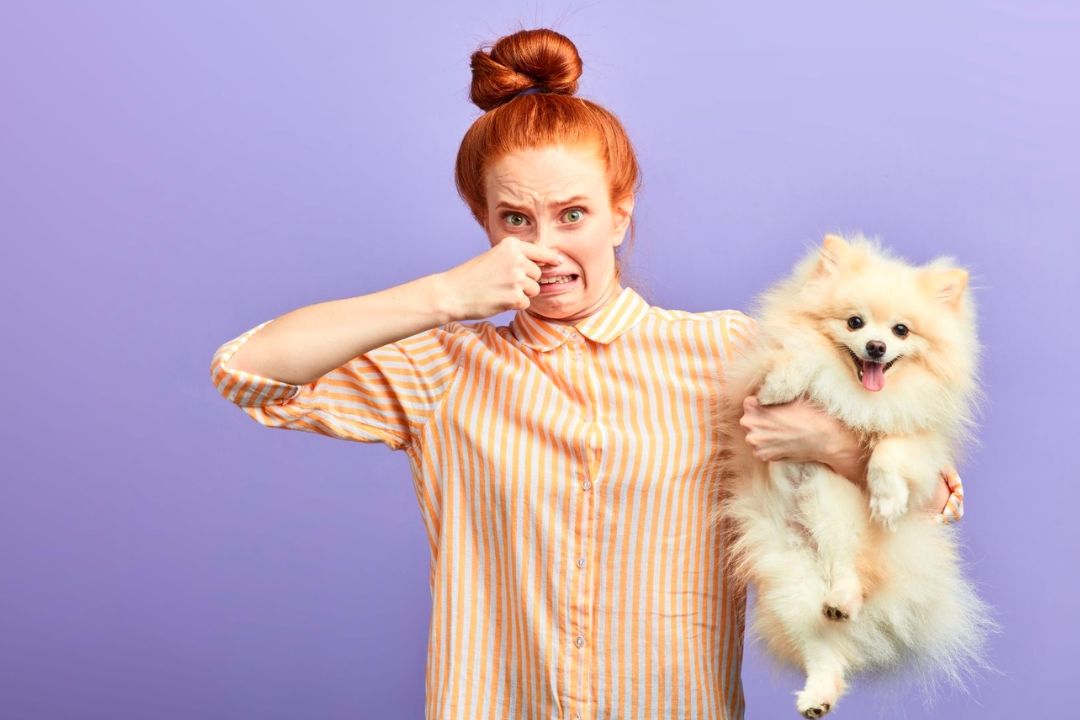 How Can I Remove Skunk Odor From a Dog?